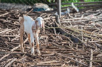 goatling on a farm - image #328123 gratis